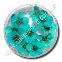 Dry flowers turquoise