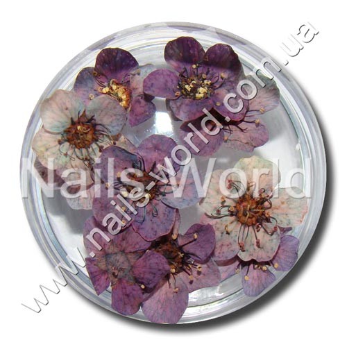 Dried violet flowers