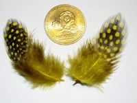 Feathers, yellow