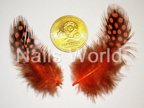 Feathers, orange