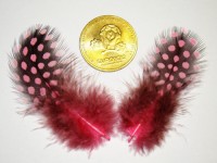 Feathers, pink