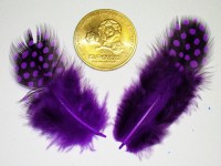 Feathers, lilac