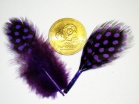 Feathers, purple