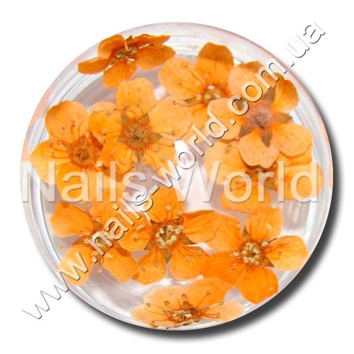 Dried orange flowers