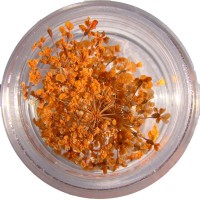Сухоцветы веточки, оранжевый